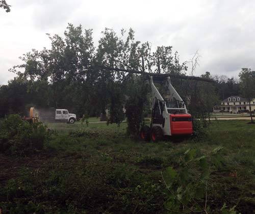 Tree Removal